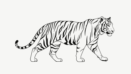 Black and White Tiger Illustration.