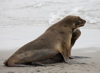 View of a majestic sea lion basking in the sun on a sandy shore, its sleek, brown fur contrasting with the white foam of the gentle waves, Purakaunui, Otago Region, New Zealand.