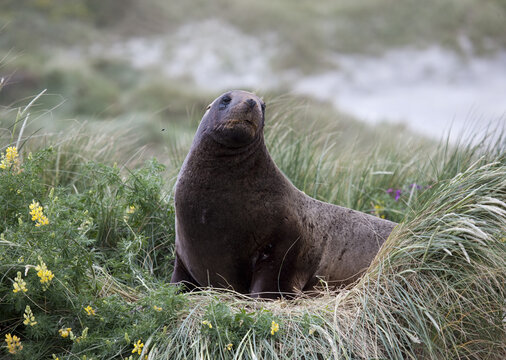 View of a majestic sea lion lounges amidst vibrant green grasses and delicate yellow flowers, basking in the coastal light, Purakaunui, Otago Region, New Zealand.