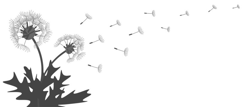 silhouette of dandelion