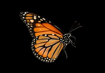 Fototapeta premium Vibrant Monarch Butterfly CloseUp on Transparent Background
