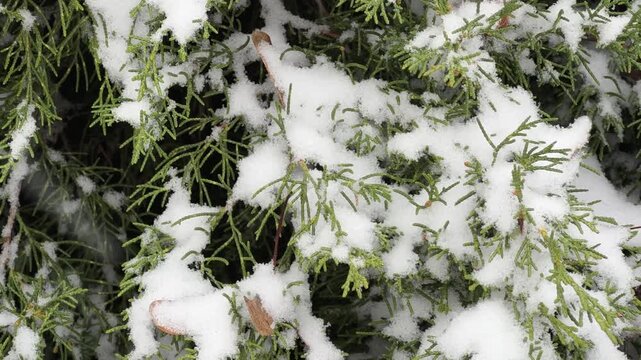 Ornamental juniper bush covered with snow during the snowfall