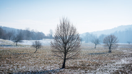 Bare Trees Stand In A Field in winter season