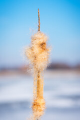Dry common bulrush reeds in winter on white natural background