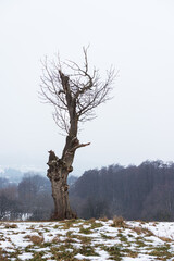 bare tree in moody winter landscape burgenland