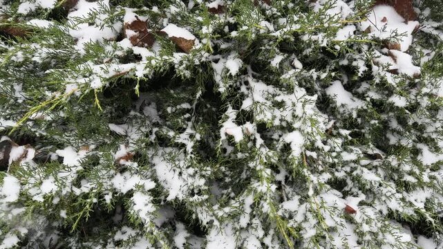 Ornamental juniper bush covered with snow during the snowfall
