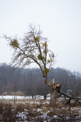 Leafless winter tree