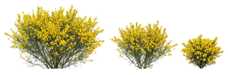 Three Yellow Blooming Broom Bushes Isolated on White Background