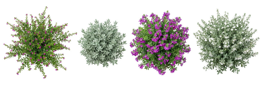 Top View Of Four Different Shrubs Isolated On White Background