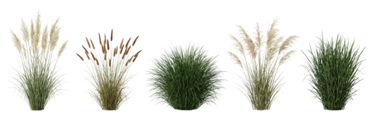 Collection of ornamental grasses and reeds on white background