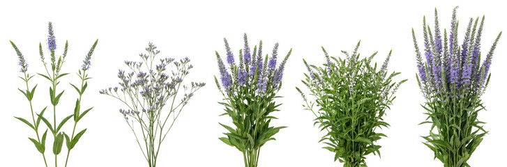Five Bunches of Purple Veronica Flowers and Green Foliage Isolated on White