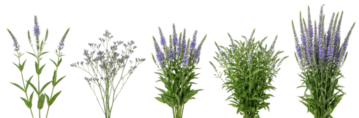 Five Bunches of Purple Veronica Flowers and Green Foliage Isolated on White
