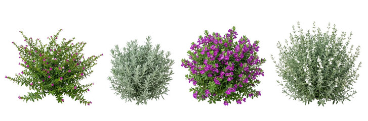 Four diverse ornamental shrubs isolated on white background, gardening elements