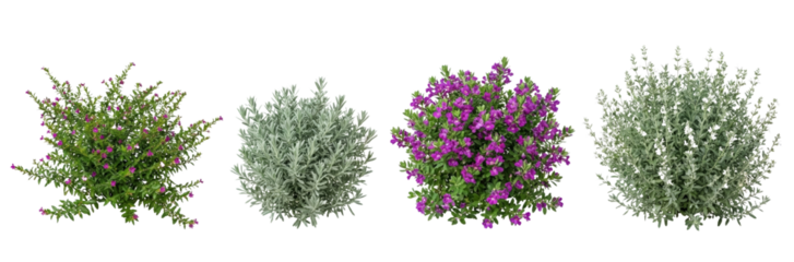 Four diverse ornamental shrubs isolated on white background, gardening elements