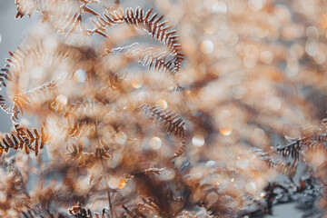 Frosted fern frond in winter, macro of ice crystals and seasonal plant resilience
