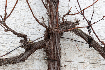 Winterliche Weinranken an einer Hauswand