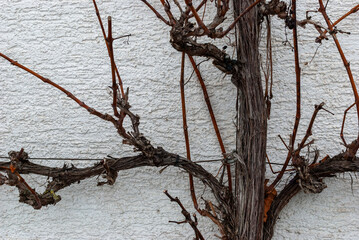 Winterliche Weinranken an einer Hauswand