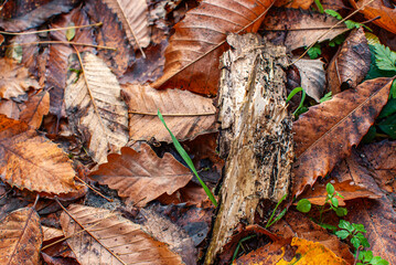 Boden mit Laub und Totholz