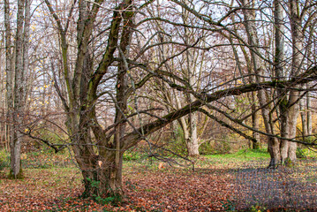 Lindenb&auml;ume in einem lichten Waldteil