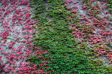 Fassade mit Jungfernreben