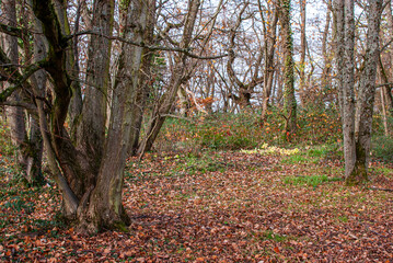 Lindenb&auml;ume in einem lichten Waldteil