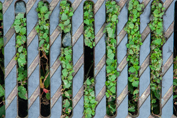 Gulyabfluss mit Bewuchs