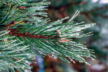 Kiefernzweig mit Tautropfen.