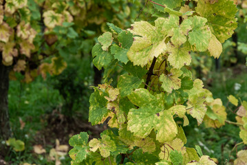 Weinbl&auml;tter mit beginnender Herbstf&auml;rbung