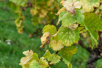 Weinblätter mit beginnender Herbstfärbung