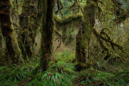High-resolution landscape of a lush temperate rainforest. Features ancient moss-covered trunks, ferns, and hanging clubmoss. Diffused natural lighting highlights vibrant green textures.