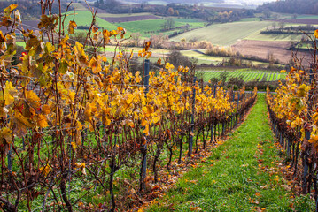 Herbstlicher Weinberg