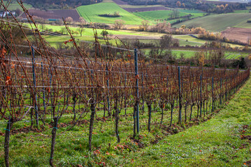Rebst&ouml;cke im herbstlichen Weinberg