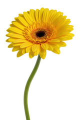 Vibrant yellow gerbera daisy with intricate petals, dark orange center, and green stem against a transparent studio background with copy space, concept of purity and natural beauty