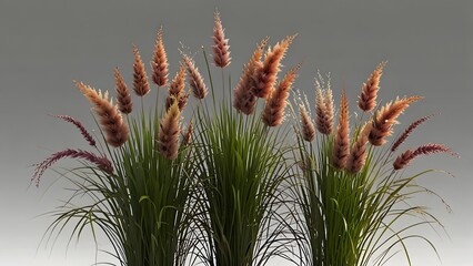 Trendy Boho Ornamental Grass on Simple Background