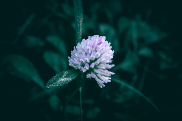 A close up of a purple Clover flower with rain drops