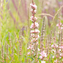 Delicate pink sage in a summer field