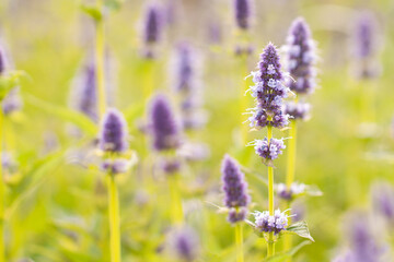 Obraz premium Delicate wonderful sage flowers