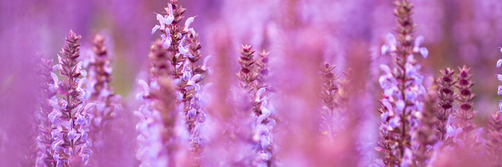 Obraz premium Bright purple sage flowers