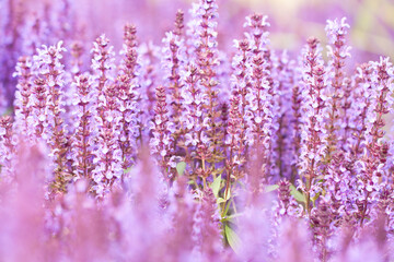 Obraz premium Purple sage flowers