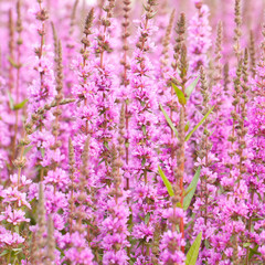 Obraz premium Bright lush purple sage flowers
