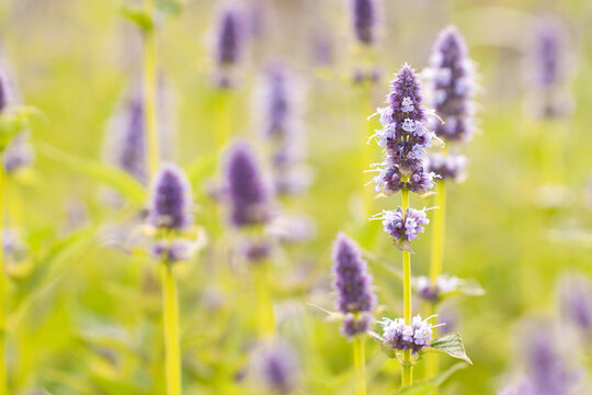 Delicate wonderful sage flowers