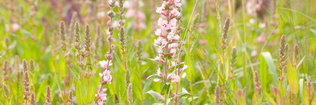 Wonderful pink sage in a summer field