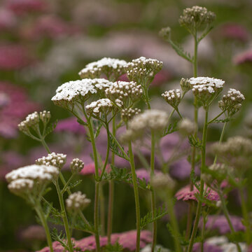 Beautiful blooming yarrow in a summer field