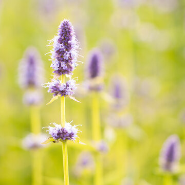 Delicate, wonderful sage flower in a field