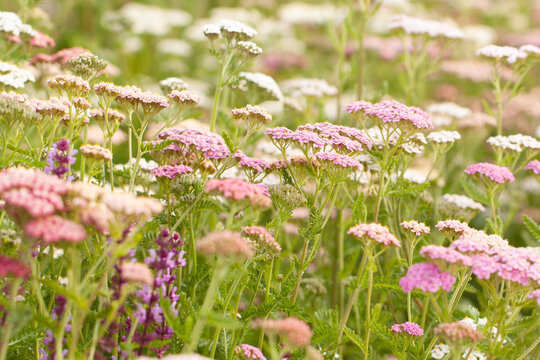Wonderful blooming yarrow in a summer field