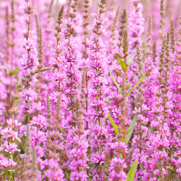 Bright lush purple sage flowers