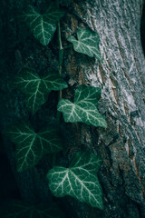 A close up of dark green Common ivy leaves on an old tree trunk