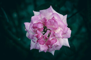 A close up of a pink and white rose flower in bloom