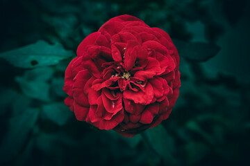 A close up of a single red rose flower with green leaves