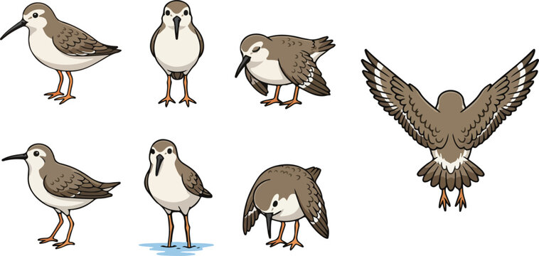 vector illustration of sandpiper funny cute cartoon mascot character cartoon with 7 poses 02